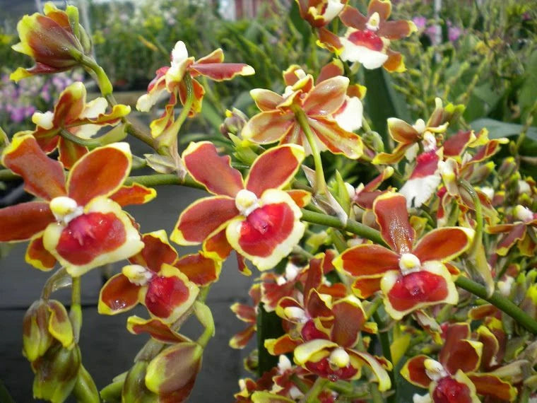 Oncidioda Jimbo 'Swarm' Orchid, Fragrant Flowers, Live Plant From Hawaii Orchids