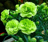100 Bright Green Carnation Seeds Dianthus Flowers Seed Flower Perennial. Carnation