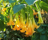 Brugmansia Pumpkin Yellow 5 Seeds, Angel Trumpet Cultivar Tree or Small Shrub Flowering Plants