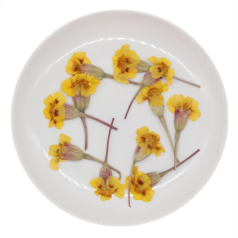 Pressed dried French marigold flowers with stems, yellow blooms in a dish