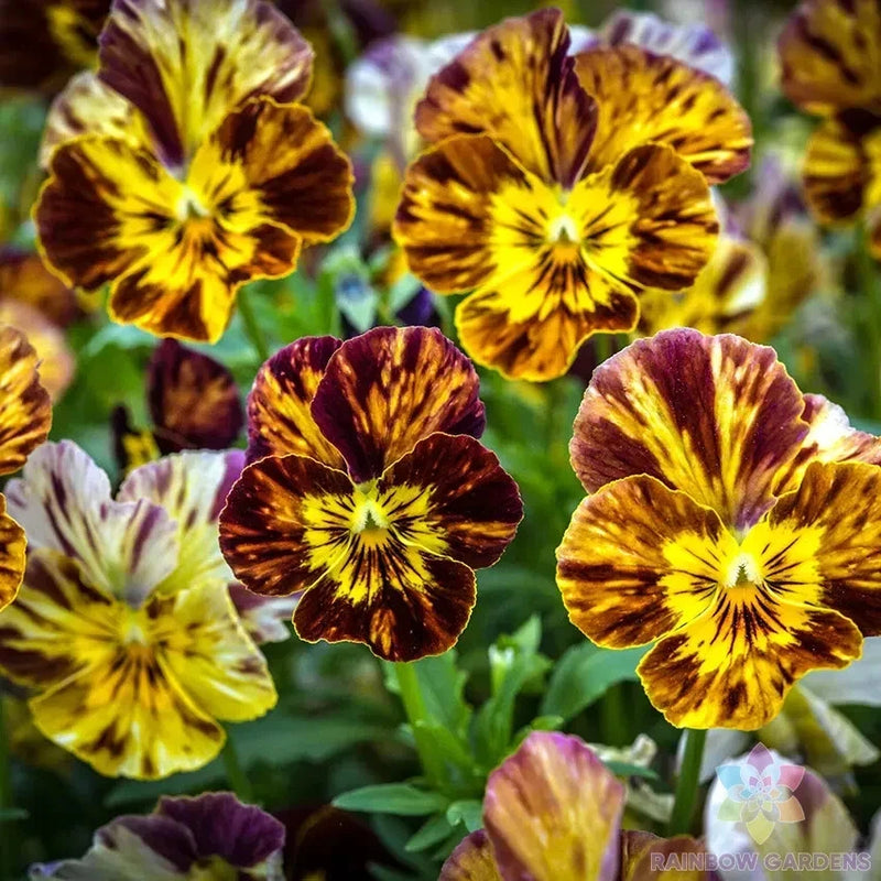 200+ Brush Strokes Pansy (Viola) Seeds for Garden - USA - FREE SHIPPING! Garden Plants