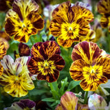 200+ Brush Strokes Pansy (Viola) Seeds for Garden - USA - FREE SHIPPING! Garden Plants