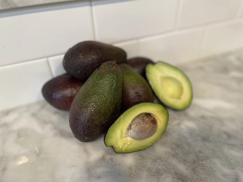 HASS AVOCADO SCION CUTTING FOR GRAFTING. (4 Pieces) Green Plant