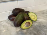 HASS AVOCADO SCION CUTTING FOR GRAFTING. (4 Pieces) Green Plant