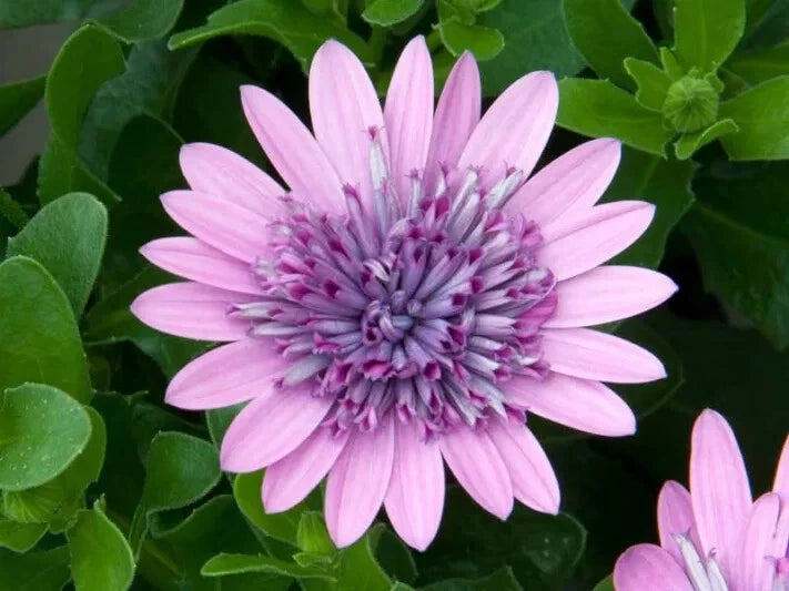 50+ Purple & Pink 3D Cape Daisy Seeds for Garden Planting - USA - FREE SHIPPING! Garden Plants