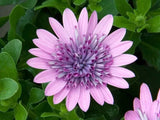 50+ Purple & Pink 3D Cape Daisy Seeds for Garden Planting - USA - FREE SHIPPING! Garden Plants