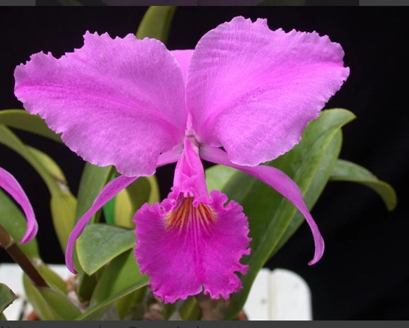 Purple ruffled orchid bloom with pink center and green leaves