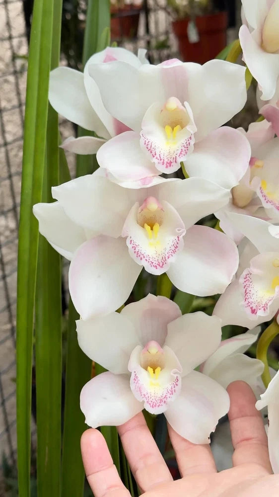 White orchid blooms with pink-spotted centers and three layered petals