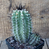 D3276 COPIAPOA STREPTOCAULON pot10-H13-W11 cm MaMa Cactus Green Plant