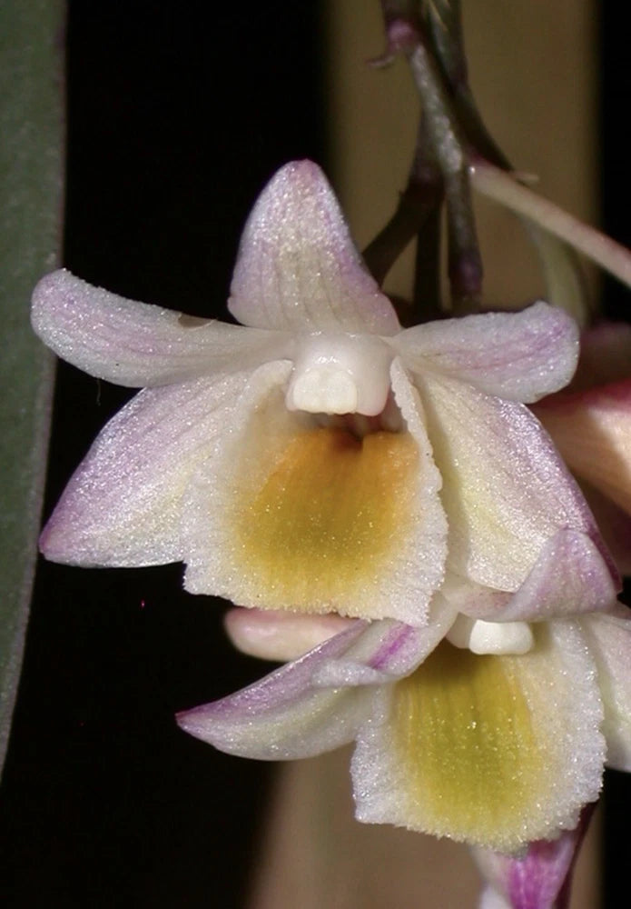 Dendrobium pseudolamellatum orchid with pale lavender petals and yellow centers