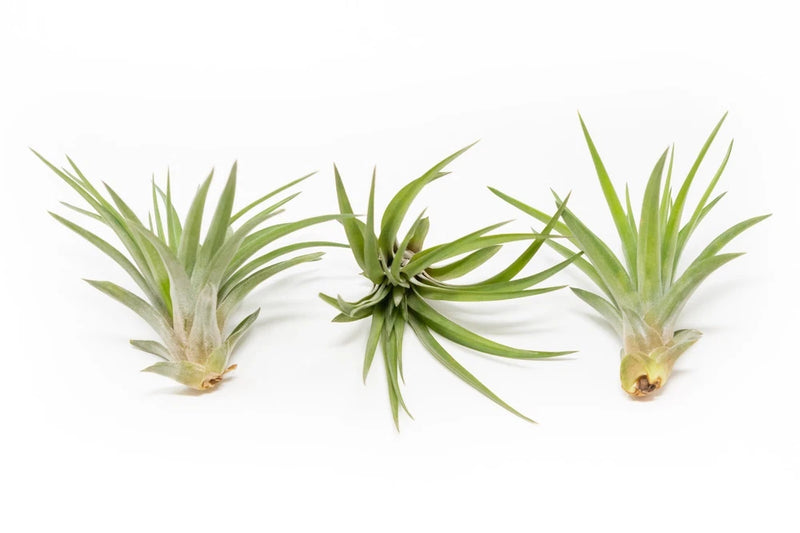 Tillandsia Velutina Air Plants Ð Live House Plants Ð Indoor/Outdoor Decor Green Plant