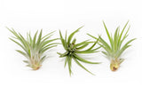 Tillandsia Velutina Air Plants Ð Live House Plants Ð Indoor/Outdoor Decor Green Plant