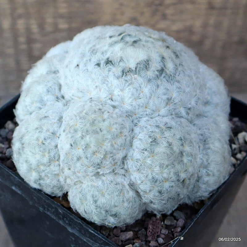 Fuzzy plumosa cactus plant in small pot, silvery light-green spines