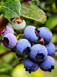 Live Jersey Blueberry Plant Ð 2.5" Pot Ð Sweet Ð Cold-Hardy Ð No Ship to WA Green Plant