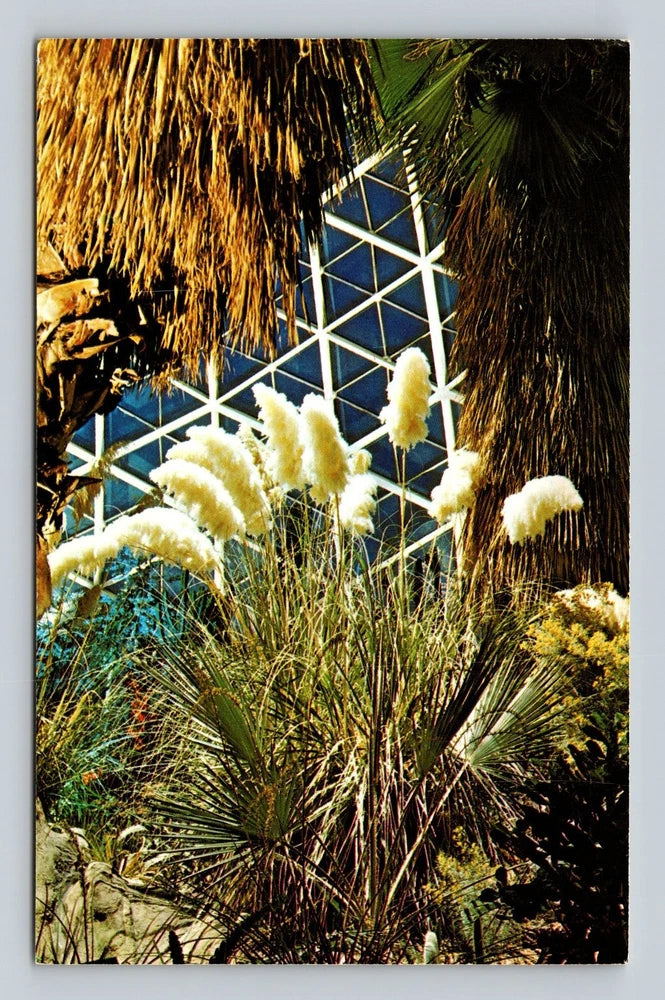 Pampas Grass Mitchell Domes Milwaukee WI Arid Dome Postcard Dexter Press Pampas Grass