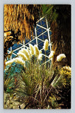 Pampas Grass Mitchell Domes Milwaukee WI Arid Dome Postcard Dexter Press Pampas Grass