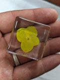 Yellow Hydrangea , Preserved In Resin, Educational Curiosity Flower Taxidermy Hydrangea