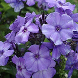 Beauty Blue Phlox Seeds | Heirloom | Free Shipping | Flower Seeds | 1239 Flowering Plants