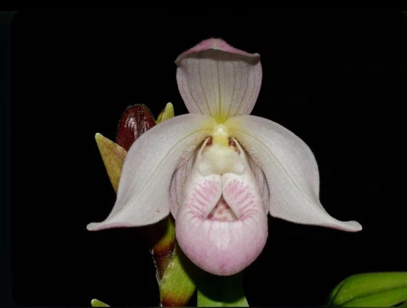 Pink and white orchid flower with hooded pouch and wide pale petals