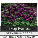 100+ Geranium Seeds -Berry Phantom- Fragrant - Fresh Flower Seeds Non GMO Flowering Plants