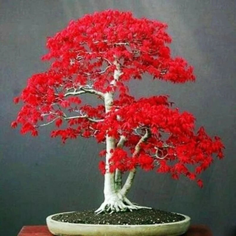 20 Seeds Japanese Red Maple Tree Bonsai Rare plant for home garden Garden Plants