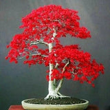 20 Seeds Japanese Red Maple Tree Bonsai Rare plant for home garden Garden Plants