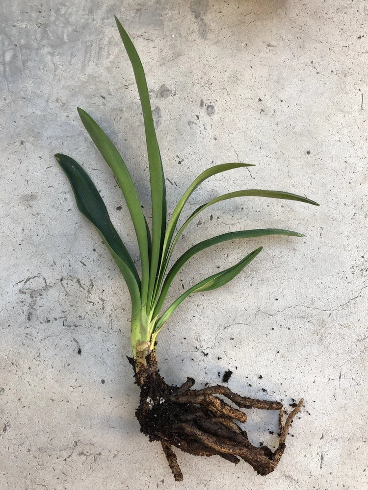 Live bush lily plant with green strap leaves and dark root ball