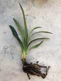 Clivia Miniata Orange Flowers Bush Lily 7 Leaves Live Plant No Pot Orchids