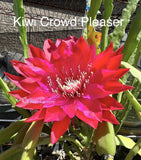 KIWI CROWD PLEASER Epiphyllum Orchid Cactus Succulents Orchids