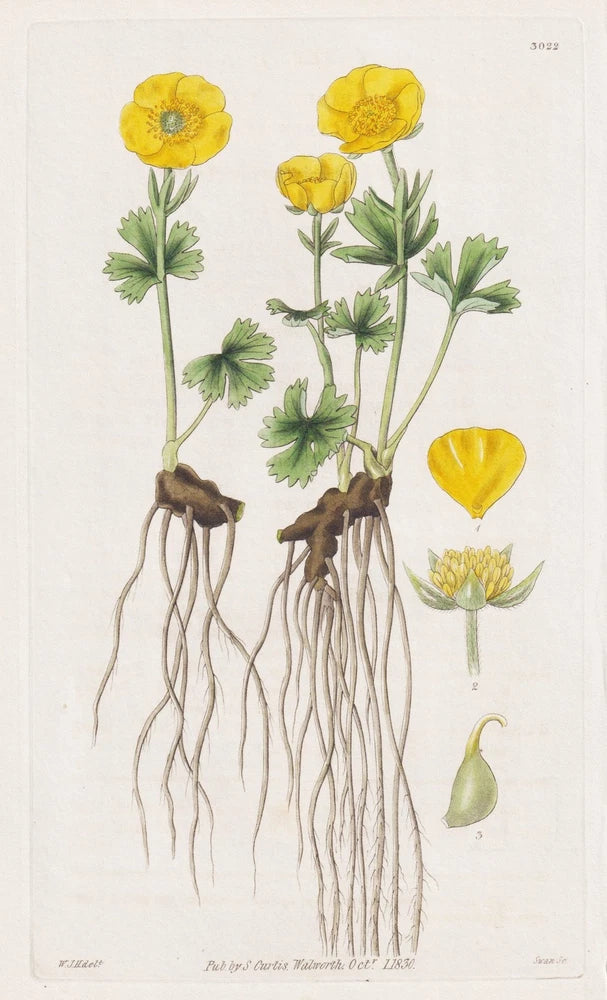 Ranunculus Montanus flower botany botany engraving copperplate Curtis 3022 Ranunculus