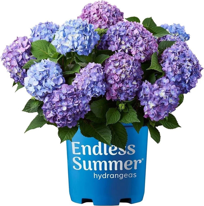 hydrangea plants live Orchids