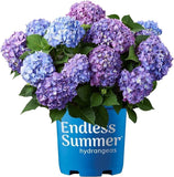 hydrangea plants live Orchids