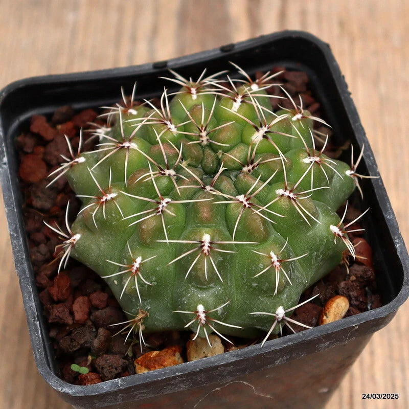 Potted green cactus with white spines in a black plastic nursery pot