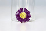 12PCS Real Pressed Dried flower, Purple fleabane daisy for DIY craft FSS108 Dried Flower