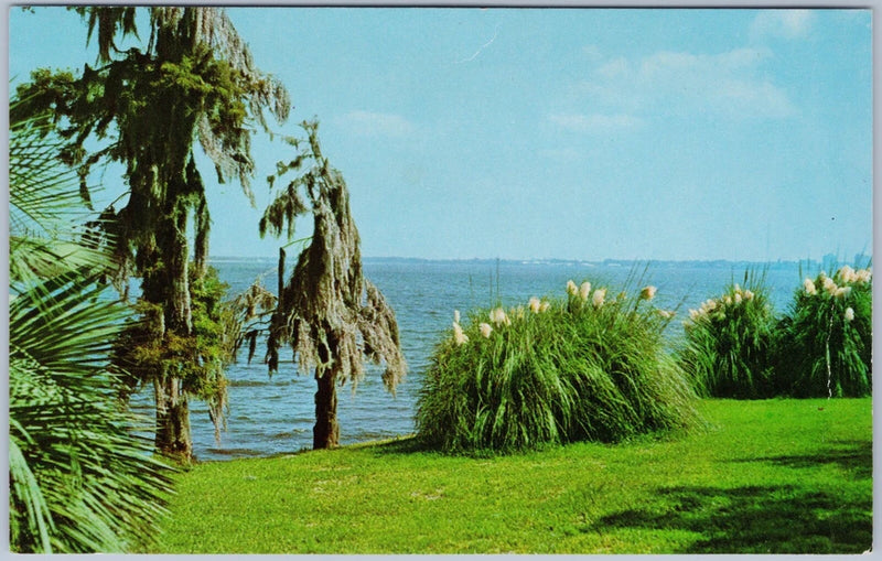 Pampas Grass, Spanish Moss & Palms, Lake Charles La, 1956 Chrome Postcard Pampas Grass