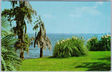Pampas Grass, Spanish Moss & Palms, Lake Charles La, 1956 Chrome Postcard Pampas Grass