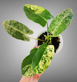 Philodendron Burlemarx mint variegated plant Green Plant