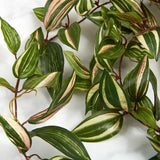 Over 12 Feet of Artificial Wandering Jew Decorative Garland Green Plant