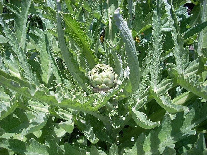 Green Globe Artichoke Seeds  | Heirloom Artichoke Seeds | NON-GMO Garden Seeds Garden Plants