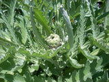 Green Globe Artichoke Seeds  | Heirloom Artichoke Seeds | NON-GMO Garden Seeds Garden Plants