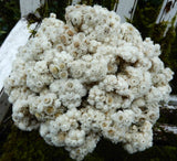 50+ Dried Pearly Everlasting Mini White Straw Flowers Wildflowers Wedding DIY Dried Flower