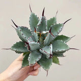 8CM Succulent Agave Plant Agave Potatorum Cv.'Cubic' Agavaceae Home Garden Plant Garden Plants