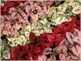 25+ HYPOESTES POLKA DOT PLANT "SPLASH" FLOWER SEEDS MIX / SHADE LOVING ANNUAL Flowering Plants