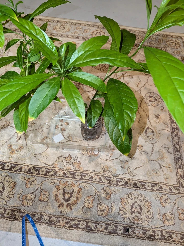 Night Blooming Jasmine 4 -13 Inch 2 Live Plants fully rooted. Flowering Plants