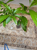 Night Blooming Jasmine 4 -13 Inch 2 Live Plants fully rooted. Flowering Plants