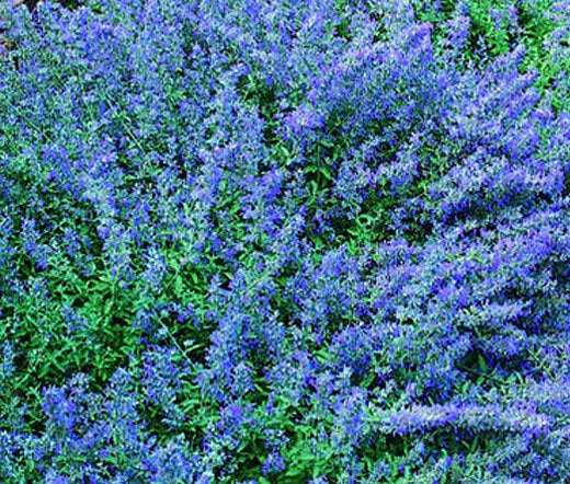 CATMINT BLUE Nepeta Mussinii - 50 Seeds Garden Plants