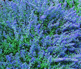 CATMINT BLUE Nepeta Mussinii - 50 Seeds Garden Plants