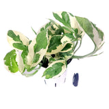 NÕJoy Pothos Live Healthy Indoor Houseplant 4" Full Pot - California Grown Orchids
