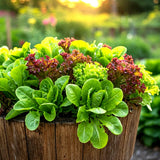 1000+ SEEDS LETTUCE SPRING MESCLUN MIX VEGETABLE HEIRLOOM NON-GMO FREE SHIPPING Garden Plants