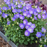 1 Campanula Bellflower Blue 2" - 2.25 pot Ð Perennial Plant, Easy Garden Bloom Orchids